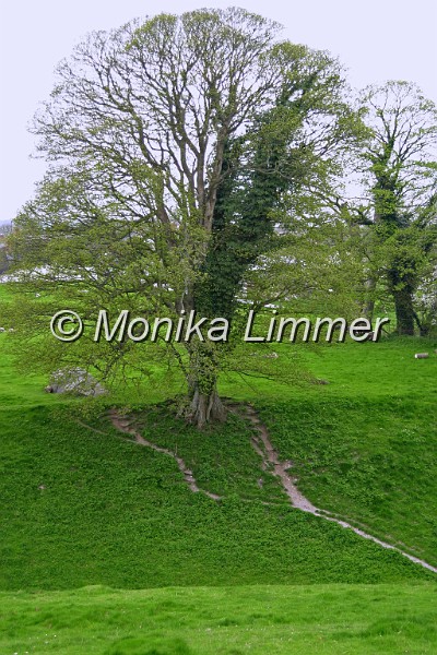 6487_baum in avebury.jpg